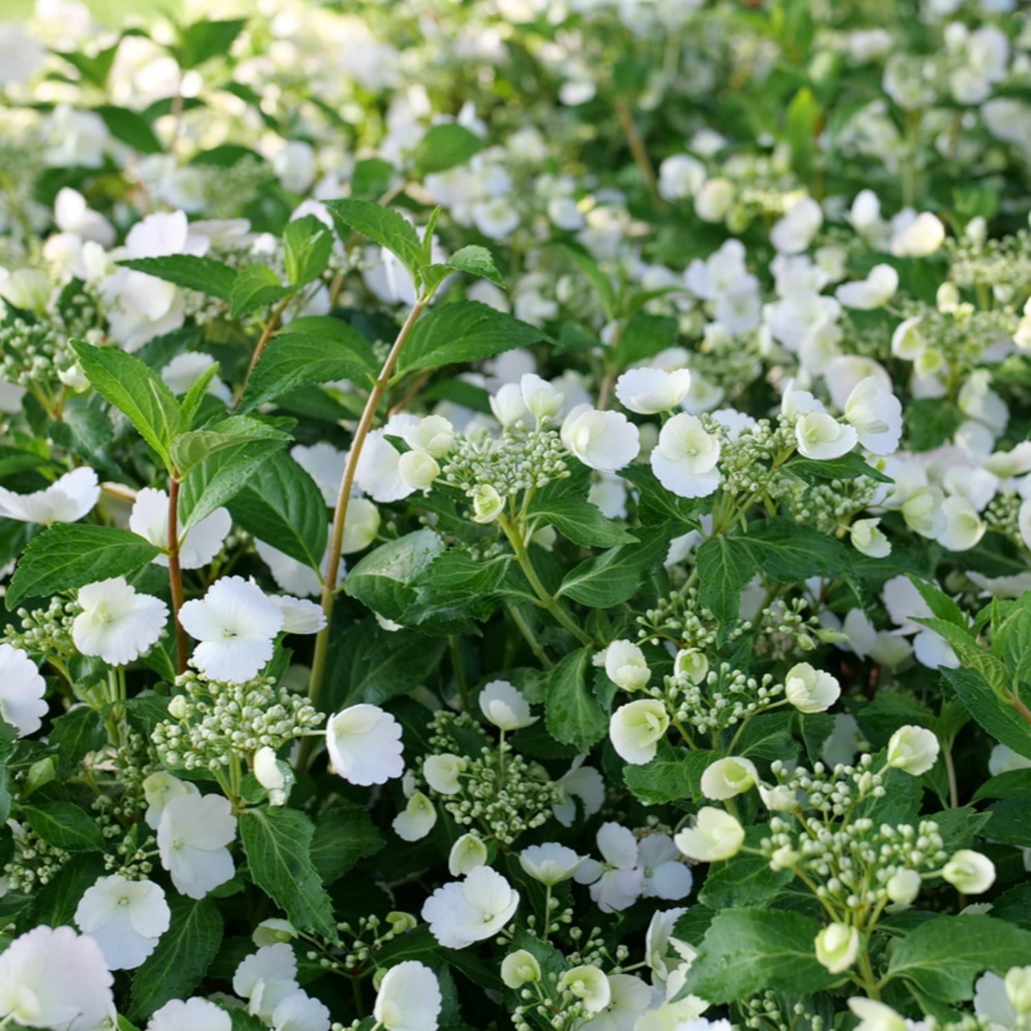 Proven Winners ColorChoice 5" White Fairytrail Bride Cascade Hydrangea Live Plant in 4.5" Pot (4 Count)
