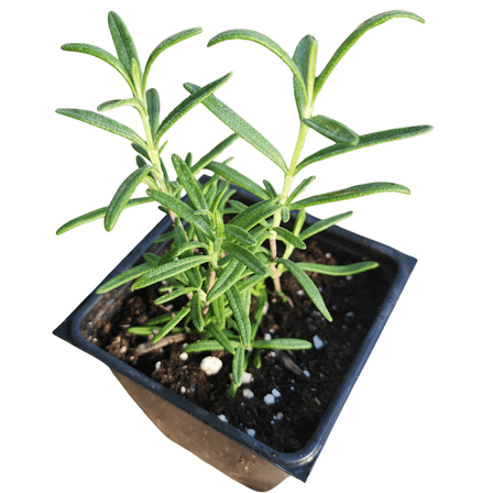 Rosemary, Spice Island (Salvia rosmarinus) Organic Plant in 2.5-inch Pot by Smoke Camp Crafts