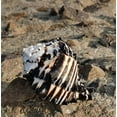 thumbnail image 6 of Black Conch Shell Sea Shell Aquarium Decor Natural Home Display Coastal Ornament 11 to 12cm Marine Theme Craft Accessory, 6 of 9
