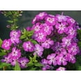 thumbnail image 2 of 50 Violet Flame Phlox Seeds, 2 of 2