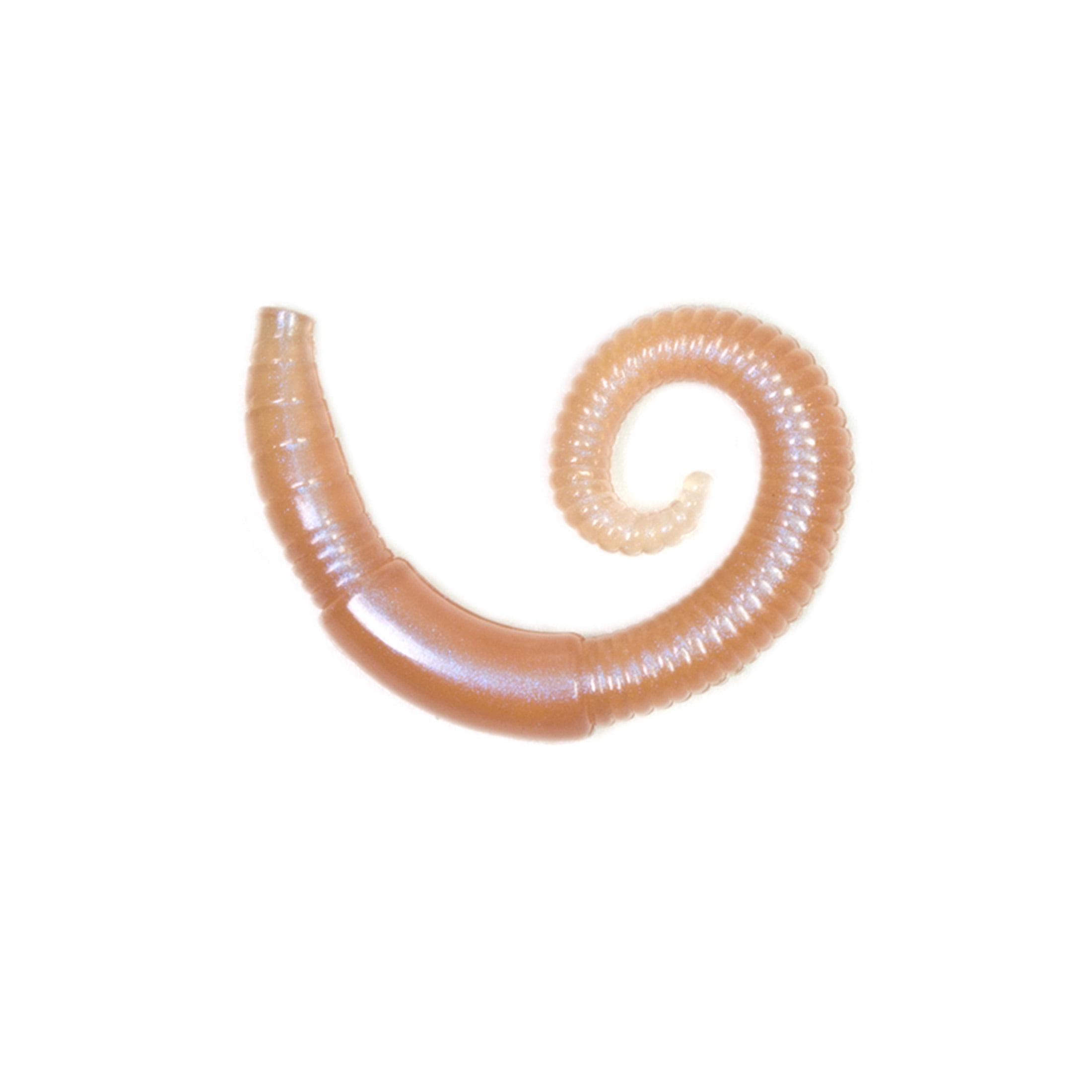 Lunkerhunt LHPFRW01 River Worm, 2", Dew Worm, 8Pk