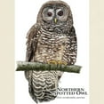 thumbnail image 3 of CafePress - Northern Spotted Owl Light T Shirt - Light T-Shirt - CP, 3 of 4