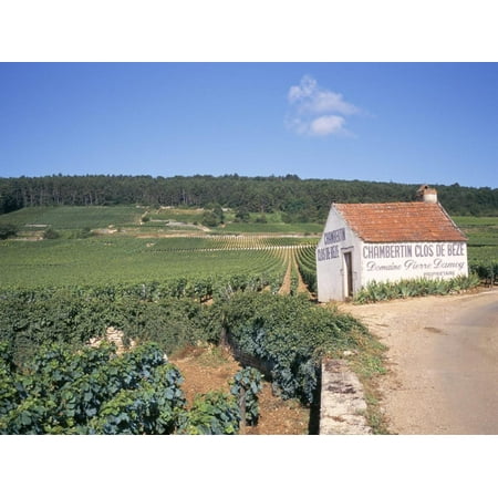 Vineyards on Route Des Grands Crus, Nuits St. Georges, Dijon, Burgundy, France Print Wall Art By Geoff
