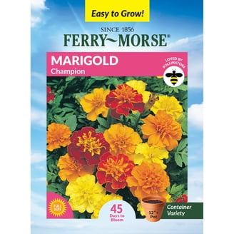 Ferry-Morse Carnation Chaubaud Giant Colors Perennial Flower Seeds - Full  Sun - 240mg - Walmart.com