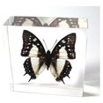 thumbnail image 1 of Ed Speldy East BF03 Butterfly Paperweight - Common Nawab, 1 of 3