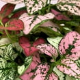 thumbnail image 4 of Polka-dot-Plant, Hypoestes phyllostachya, Tricolor, red Pink and White, Very Limited, in a 4 inch Pot Super Cute, 4 of 9