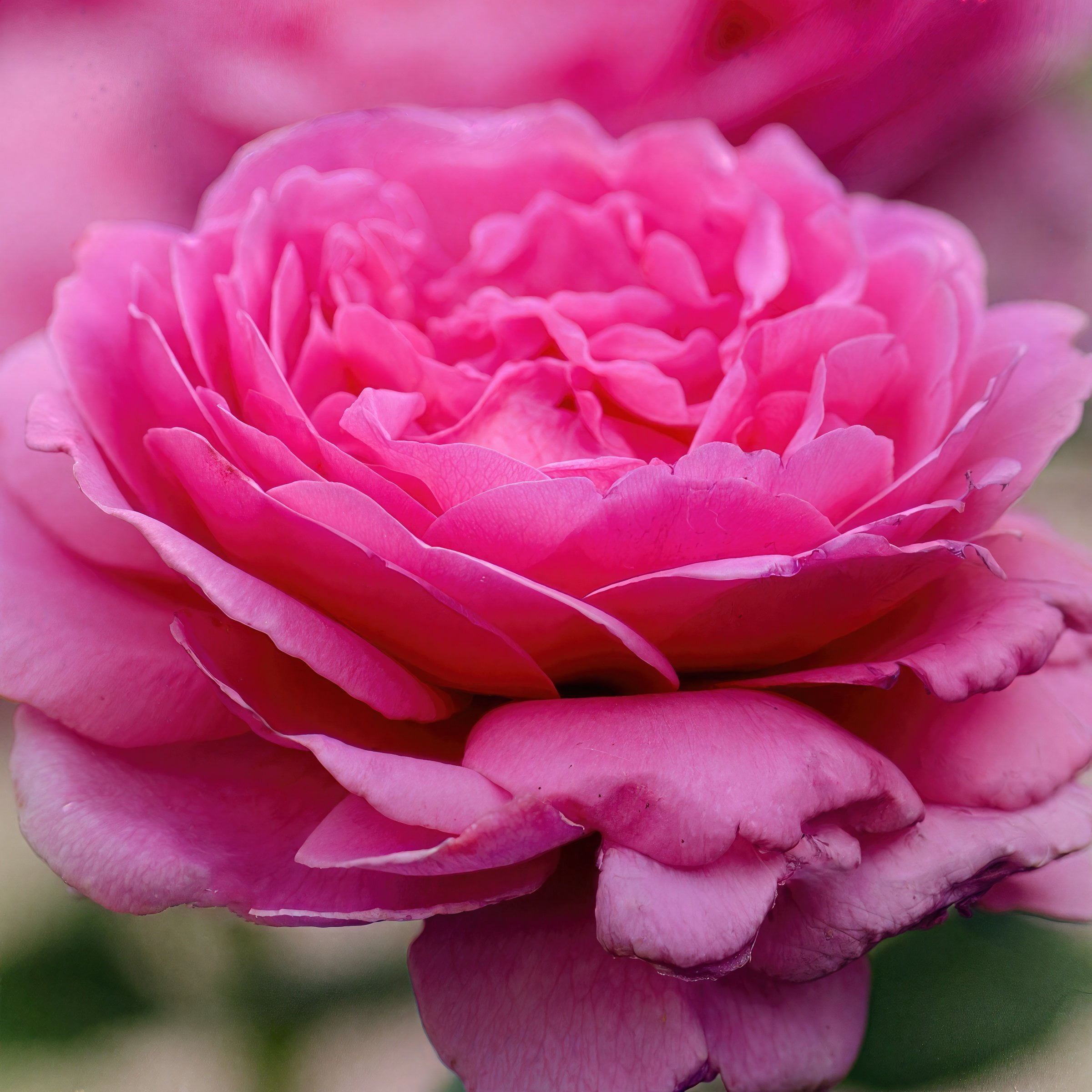 Bare Root Curly Pink Rose with Pink Flowers (2-Pack)