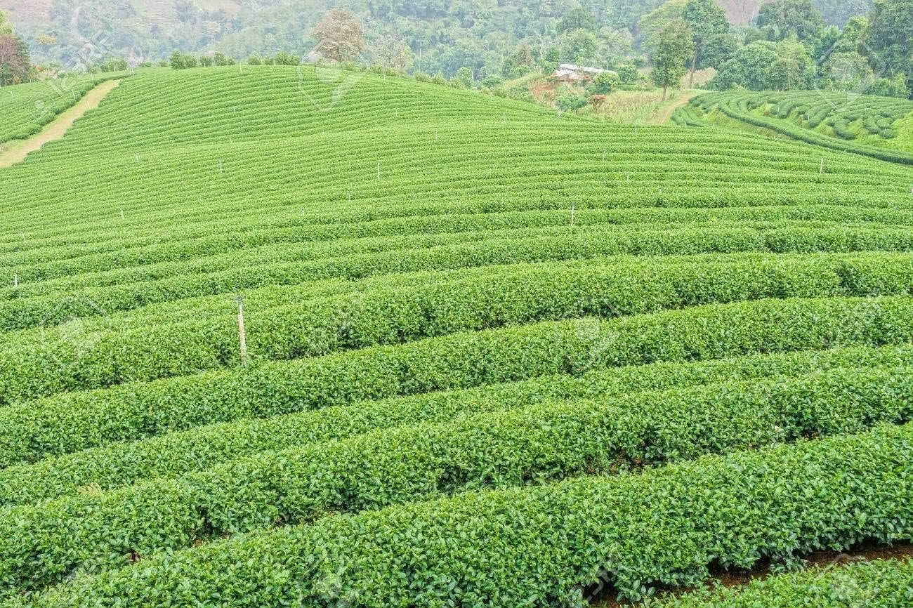 Camellia Sinensis - 4 Inch Container - Large & Beautiful Live Tea Plant - Brew Your Own Black, White, Green & Oolong Tea