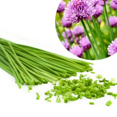Chives Plant Live for Outdoor Gardening, Live Chives Plant 4-6 Inches Starter