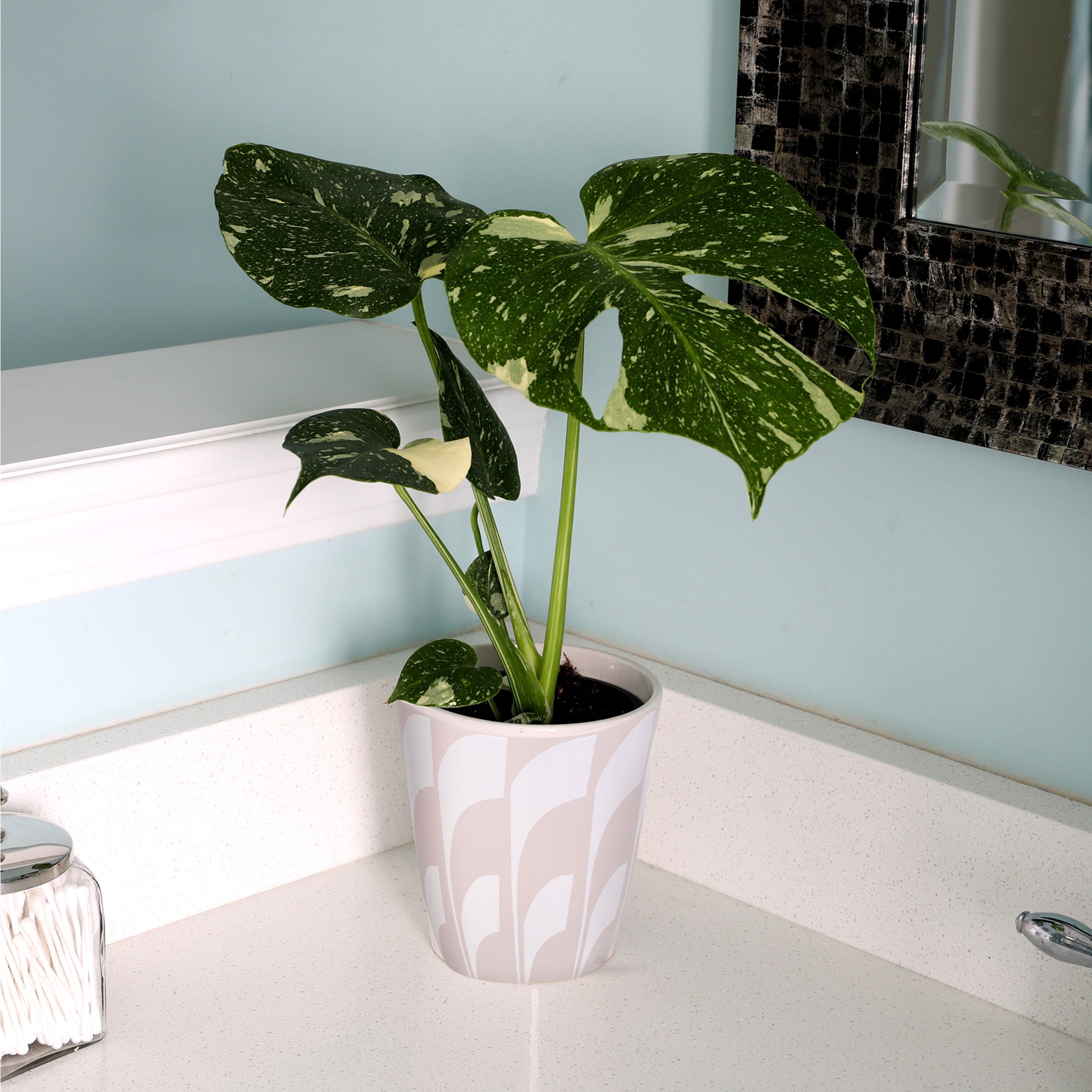 philodendron vine Philodendron 'Red Emerald' main image 0