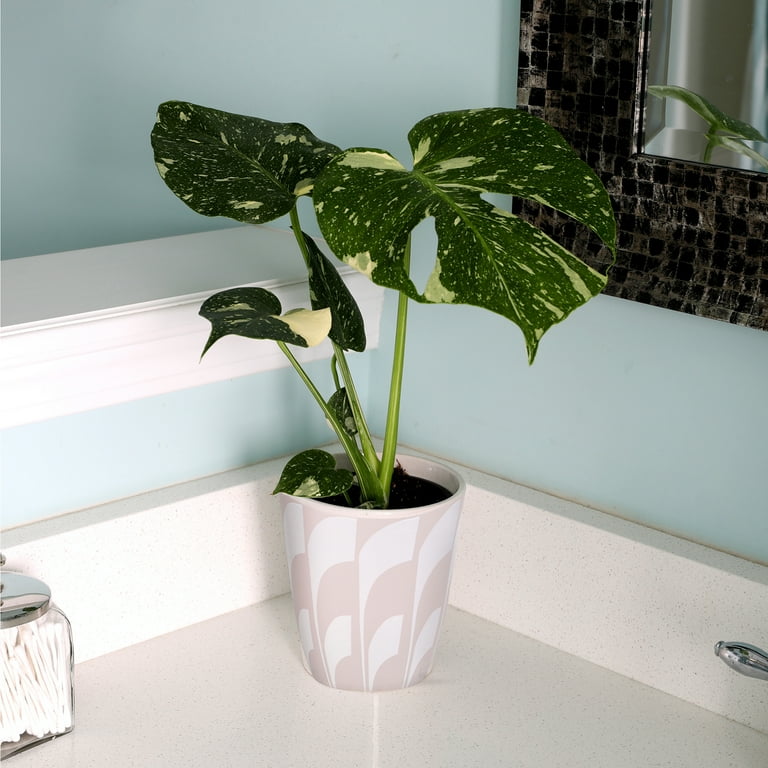 Wild Interiors Thai Constellation Green & Cream Monstera in 5" Decorative Fiber Clay