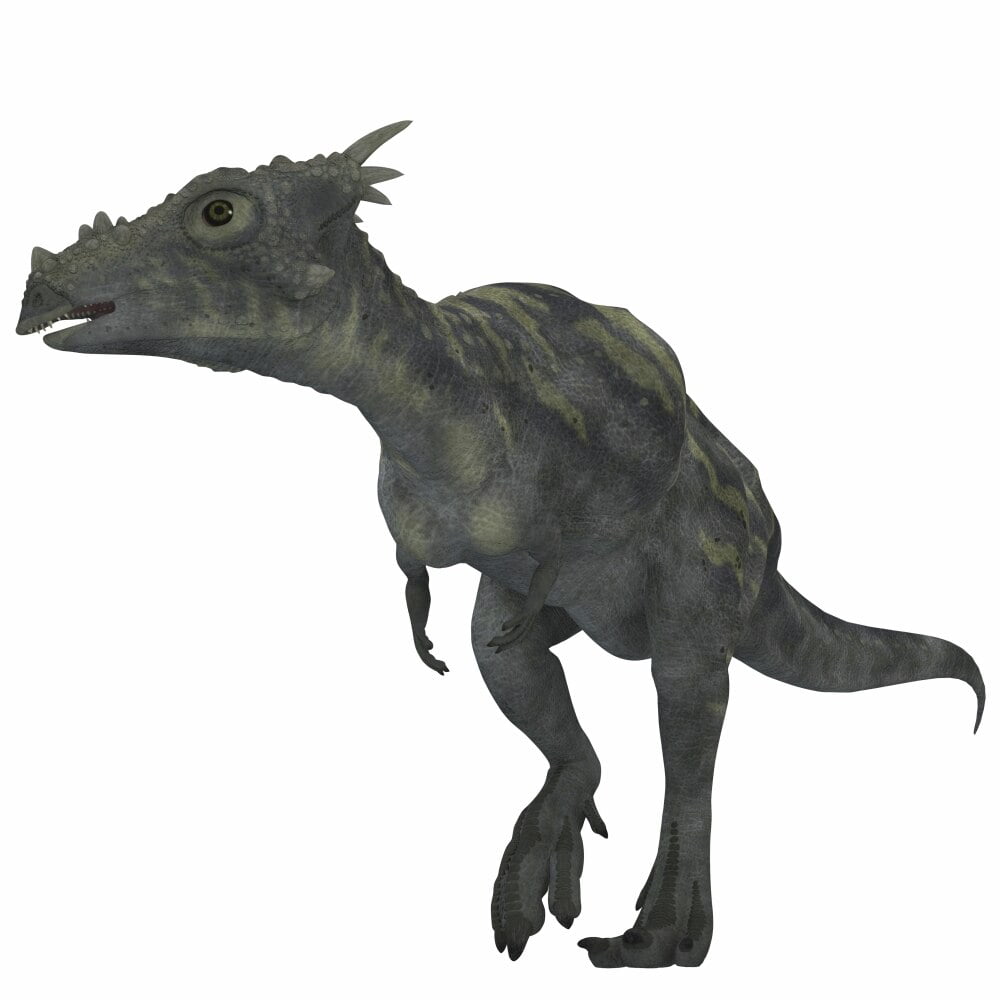 Dracorex was a herbivorous dinosaur  and lived during the 