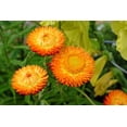 thumbnail image 2 of 100 ORANGE DOUBLE STRAWFLOWER Helichrysum Monstrosum Flower Seeds, 2 of 11