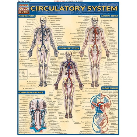 Circulatory System (Best Foods For Circulatory System)