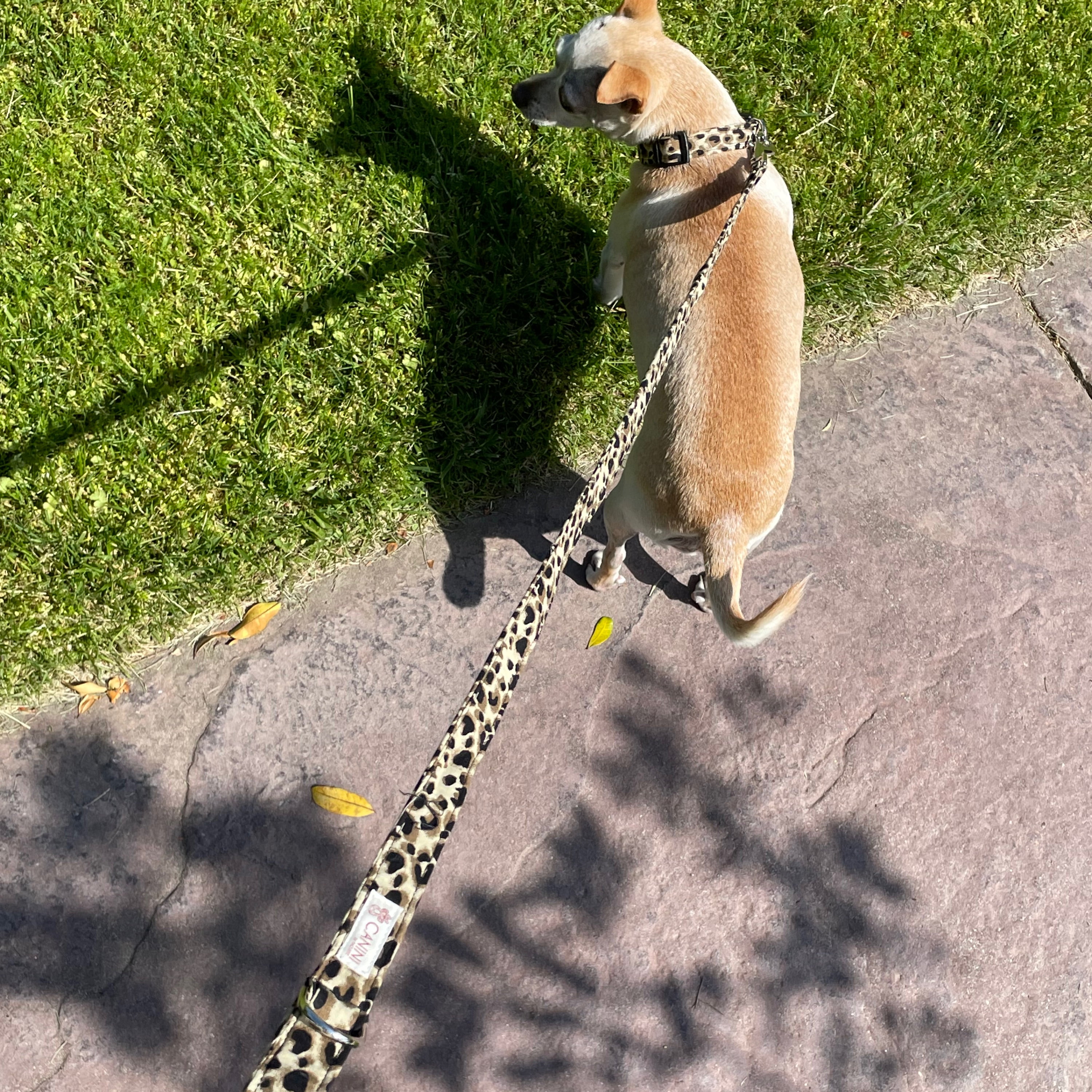 CANINI by Baguette Exotic Brown Leopard Leash