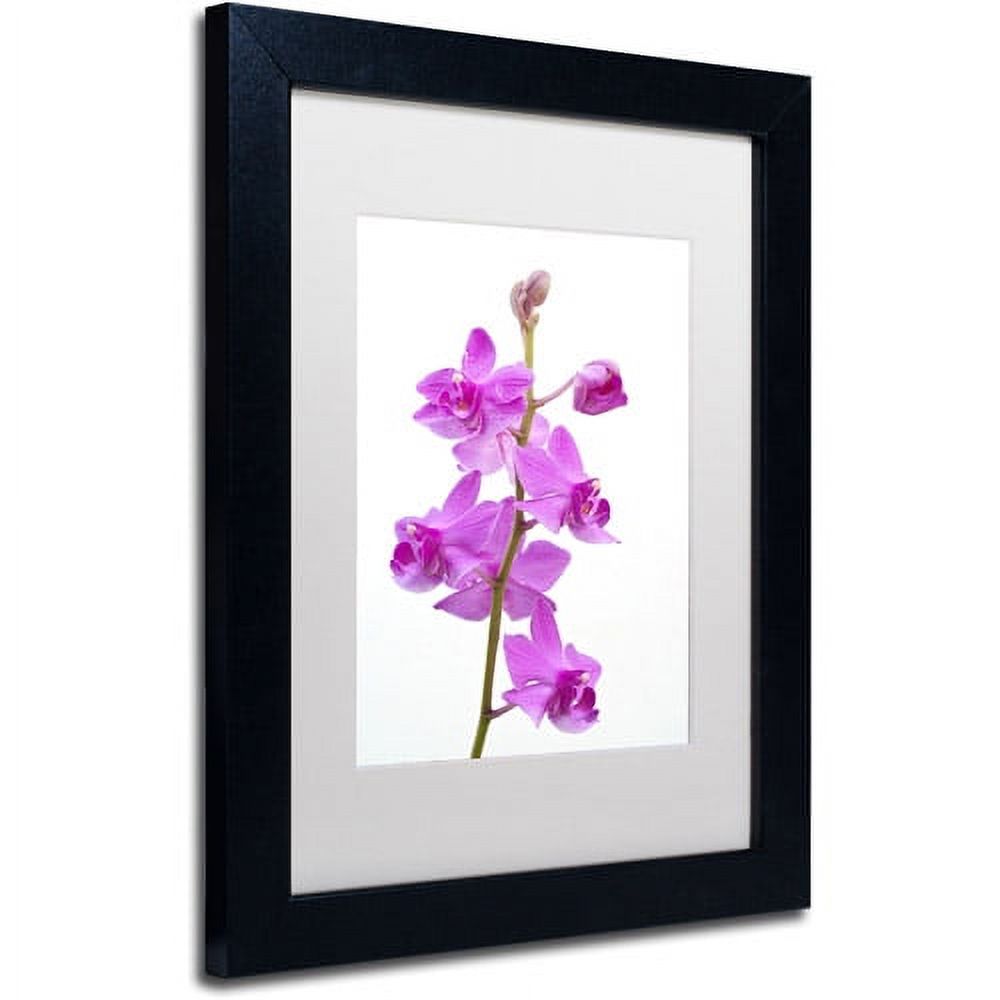Trademark Fine Art "Purple Orchids" Canvas Art by Kurt Shaffer, White Matte, Black Frame