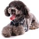 thumbnail image 5 of Juego de arnés y correa para perros pequeños: arnés para mascotas sin tirones con chaleco de nailon de malla suave para perros pequeños y gatos gris L ER, 5 of 6