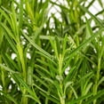 thumbnail image 3 of Expert Gardener 1QT Green Rosemary Live Perennial Plant Sun, 3 of 6