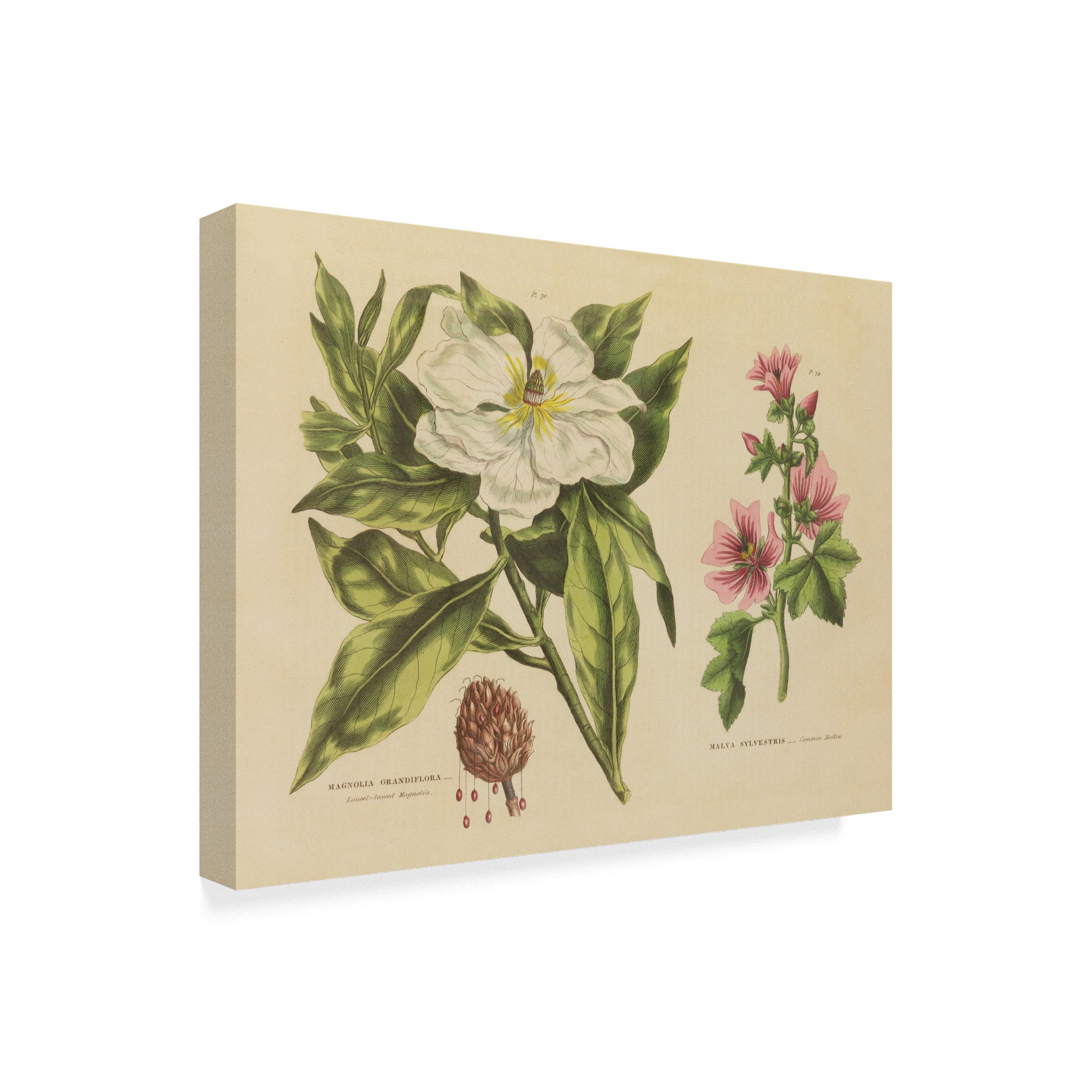 Trademark Fine Art 'Herbal Botanical II' Canvas Art by Wild Apple Portfolio