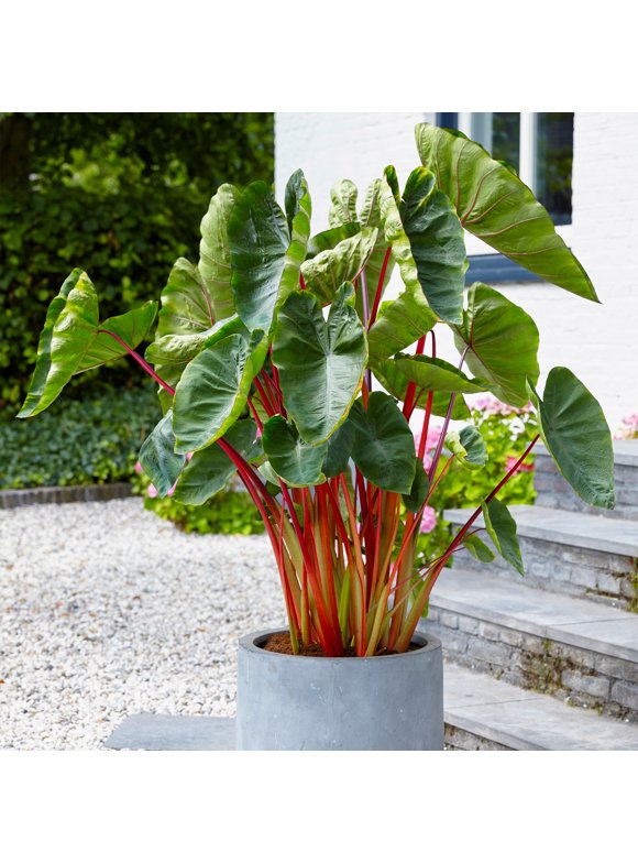 Elephant Ear Bulbs in Plant Bulbs
