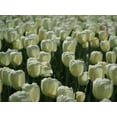 thumbnail image 2 of Bonin, Suzanne 24x19 White Modern Wood Framed Museum Art Print Titled - Field Of White Tulips, 2 of 4