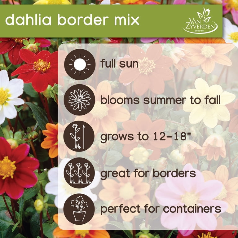 Van Zyverden Full Sun Dahlia Border Mix, Multi-Color Flowering Cut