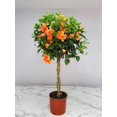thumbnail image 6 of Tropical Plants of Florida 38" to 44" Braided Double Peach Hibiscus Tree, 10 in Grower Pot, 1 Count, Attract Bees, 6 of 6