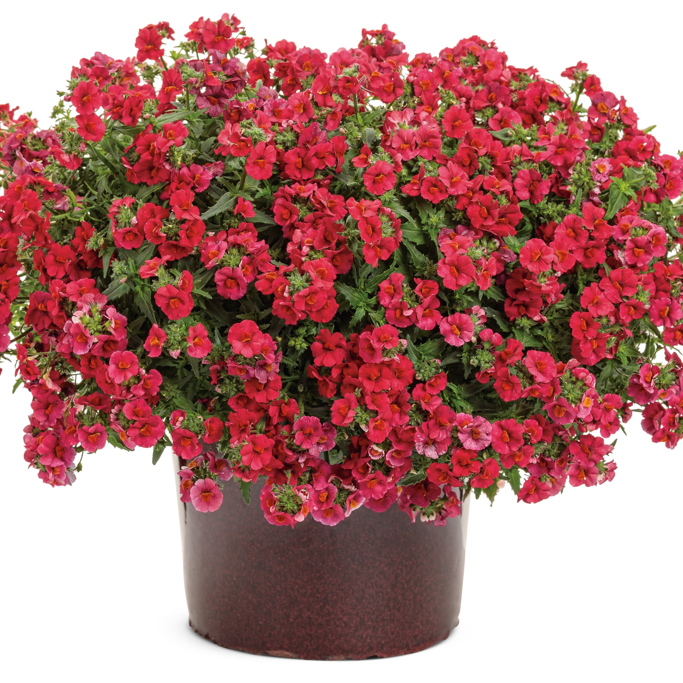 Proven Winners 4" Sunsatia Cranberry Red Nemesia Live Plant in 4.25" Pot (4 Count)