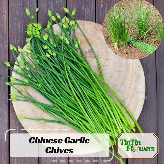 30 Chinese Garlic Chives Seeds Perennial Non Vegetable Seeds for Planting Indoors or Outdoors