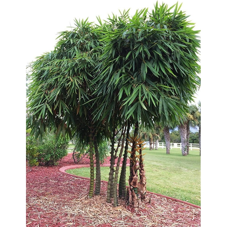 Dwarf Buddha Belly Bamboo 2 Live Plants Bambusa Vulgaris Wamin Rare Unique  Beautiful Specimen Non-Invasive Clumping Bamboo - Walmart.com