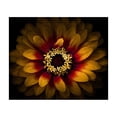 thumbnail image 2 of Carson, Brian 12x12 Gold Ornate Wood Framed with Double Matting Museum Art Print Titled - Yellow and Red Zinnia, 2 of 4