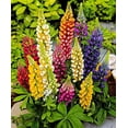 Seeds4planting Seeds Lupine DHF10 Florida Giant Mix Tall Perennial