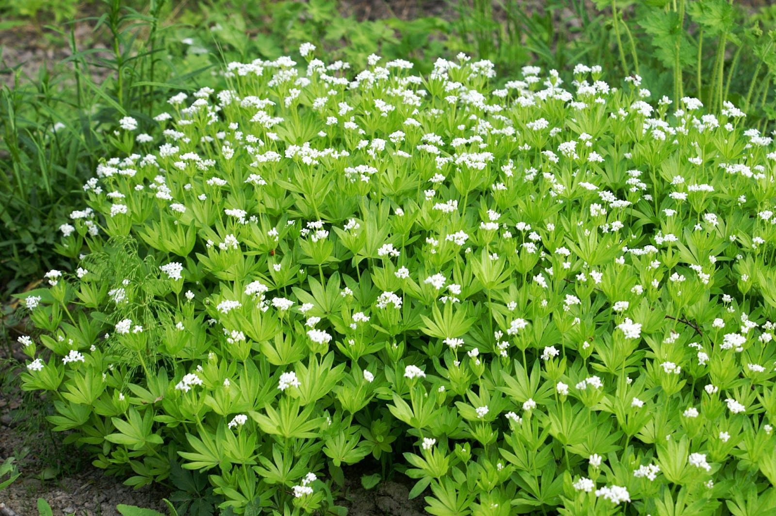 Galium odoratum - Sweet Woodruff - Live Starter Plant in a 3" Pot.