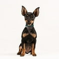 thumbnail image 3 of Stylish Breakaway Cat Collar with Woven Nylon Neckband for Secure Everyday Pet Wear, 3 of 5