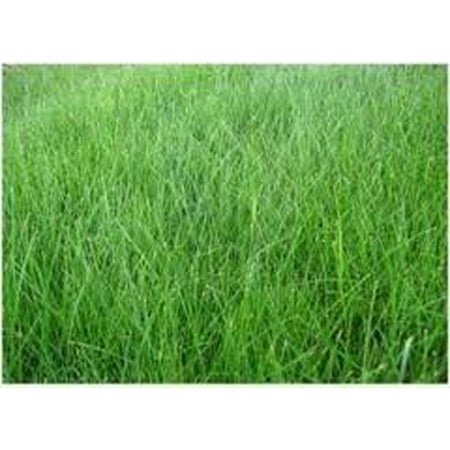 - The Dirty Gardener Kenicott Creeping Red Fescue Lawn Grass - 10 Pounds