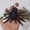 A, variant on Halloween Spoof Simulation Spider Insect Scene Layout Props Plastic Model, Realistic Spider Decoration for Party, Lightweight Hollow Back Easy to Hang