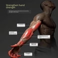 thumbnail image 3 of ENTRENADOR DE ANTEBRAZO CON RESISTENCIA AJUSTABLE, 3 of 5
