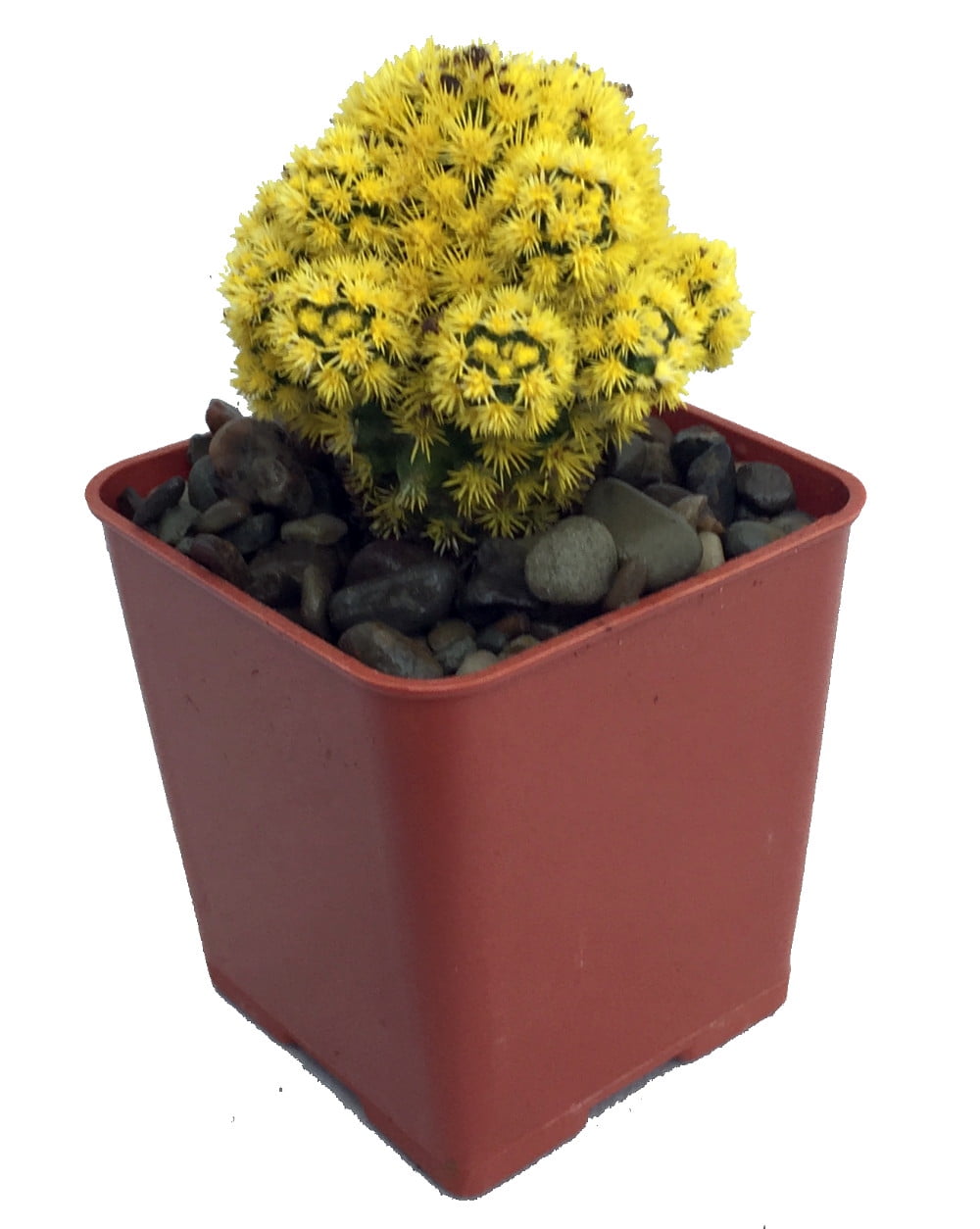 Blazing Yellow Living Desert Gem Cactus 2" Pot