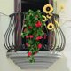thumbnail image 1 of 9 Forked Imitation Morning Wall Hanging Trumpet Flower Imitation Flower Rattan Decorative Flower Chlorophytum Comosum, 1 of 6