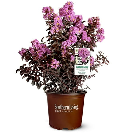 Southern Living Delta Eclipse Crapemyrtle Live Shrub in 2-Gallon Grower Pot