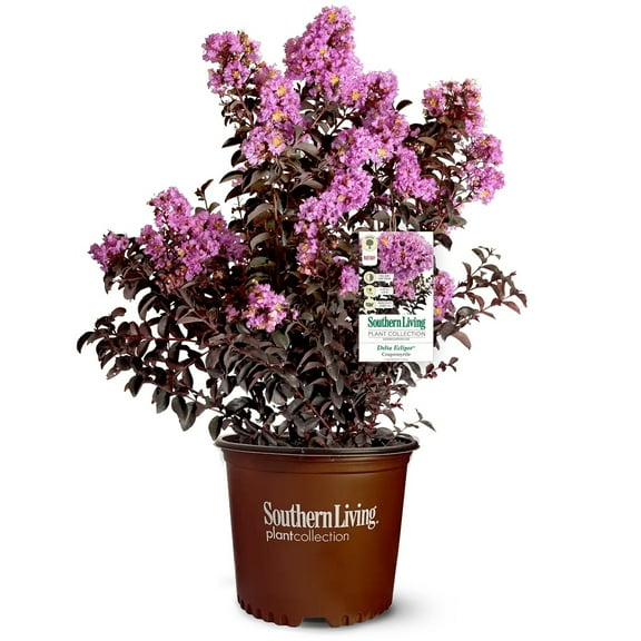 Southern Living Delta Eclipse Crapemyrtle Live Shrub in 2-Gallon Grower Pot