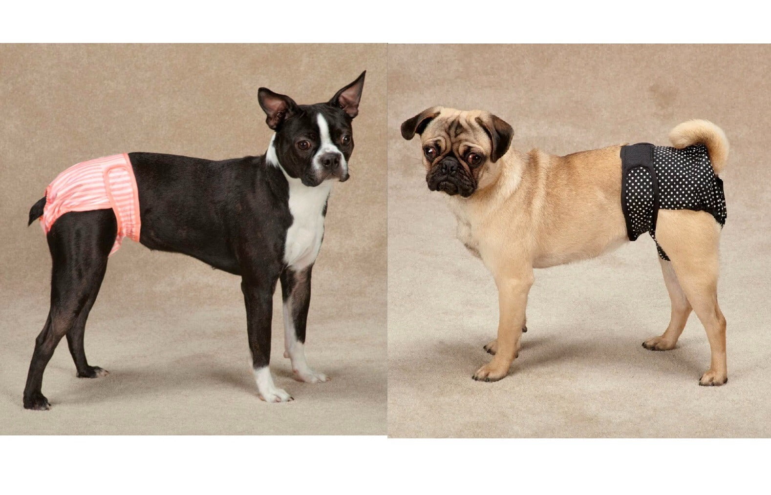 Washable Dog Diapers Male Wraps or 2 Unisex Cover Ups Reuseable Comfy Protection (Medium Cover Ups 2 Pack)