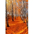 thumbnail image 2 of Autumn Birch Wall Mural by Wallmonkeys Peel and Stick Graphic (18 in H x 12 in W) WM150968, 2 of 4