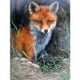 thumbnail image 3 of Cuadros Decorativos Punto de cruz completo 11CT Fox contado bordado DIY algodón hilo Animal pared arte Ndcxsfigh  Nuevos Originales, 3 of 9