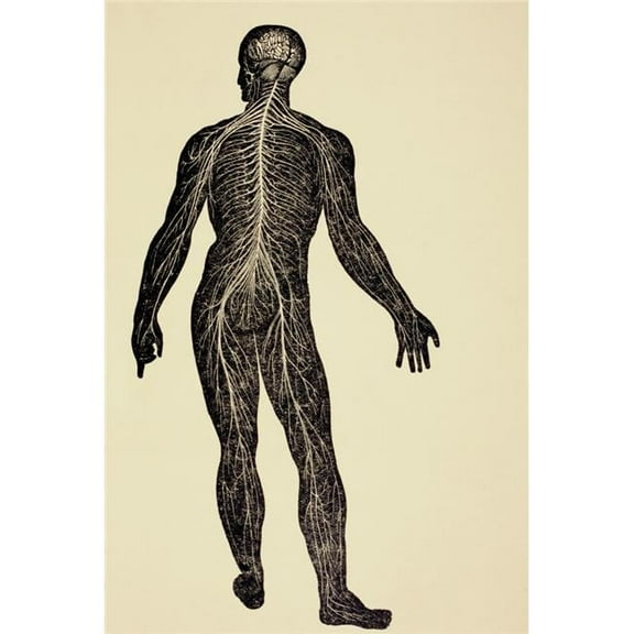 The Human Nervous System. From Virtues Household Physician  Published London 1924. Poster Print