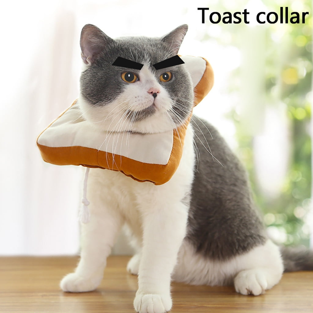 Cat Recovery Collar 2025