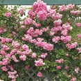 thumbnail image 3 of Heirloom Roses CL Pinkie Climbing Roses Bush Seeds, 3 of 3