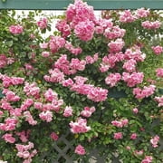 Heirloom Roses CL Pinkie Climbing Roses Bush Seeds