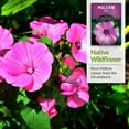 thumbnail image 4 of 5 Packs Rose Mallow Seeds - Heirloom Full Sun Perennial Flower, 4 of 6
