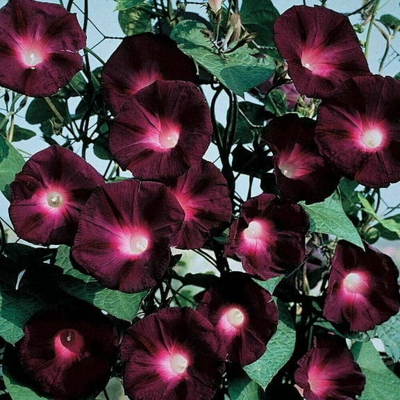 20 Black Knight Morning Glory Seeds Annual Flower Flowers Climbing Vine 340